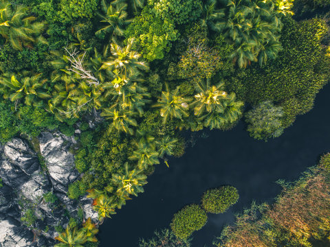 Tropical Jungle in Africa III