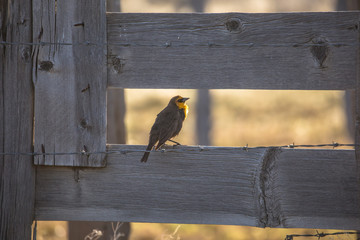 Yellow Headed Blackbird on Fence