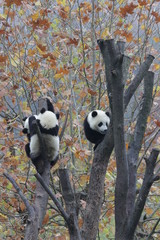 Little Panda Cub on the Tree, China