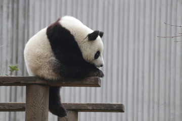 Cute Little Panda is Thinking, Wolong Giant Panda Nature Reserve, Shenshuping, China