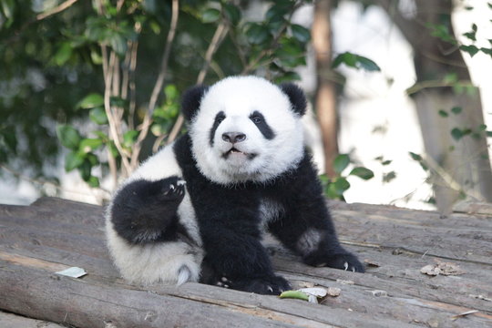 Funny Little Panda Cub, Chengdu, China