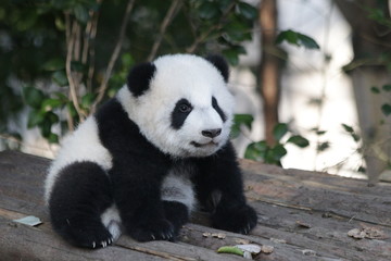 Sweet Smile from a Little Baby Panda Cub , China