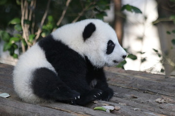 Cute Little Panda Cub Fluffy Face