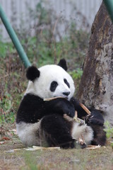 Little Panda Cub is Learning to Eat Bamboo Shoot