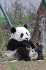 Fototapeta premium Little Panda Cub is Learning to Eat Bamboo Shoot