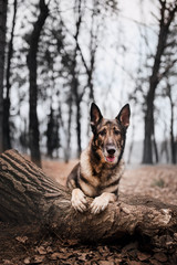 close portrait raspberry shepherd lay on tree . white park on background