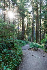 Sunshine and sun star in Washington State