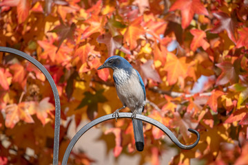 Scrub Jay with Autumn Leaves