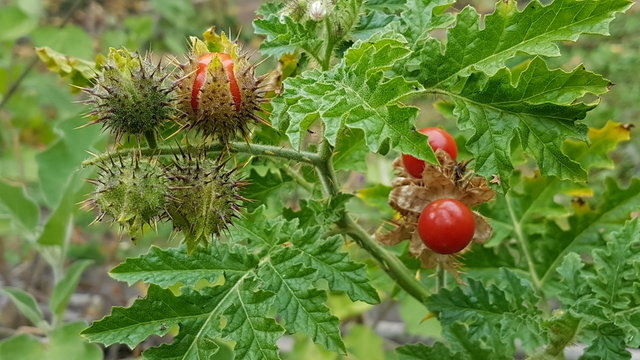 vine tomato Solana