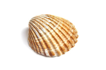 Ribbed shell isolated on white background