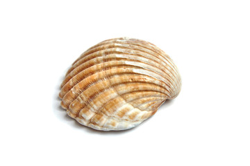 Ribbed shell isolated on white background