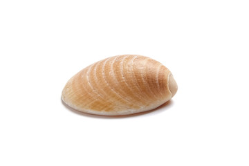 Smooth shell isolated on white background