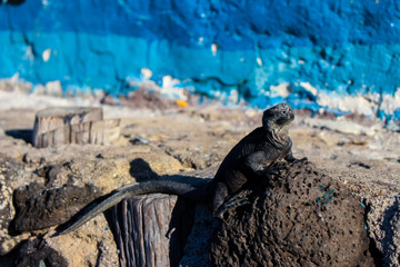 Iguanita