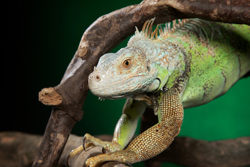 Green iguana clambers on branches