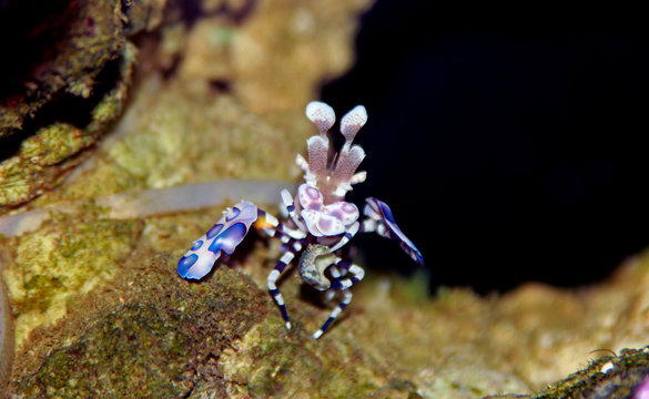 Harlequin shrimp in coral reef aquarium 