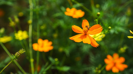 colourful Daisy flowers in my garden