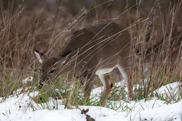 White-taile deer