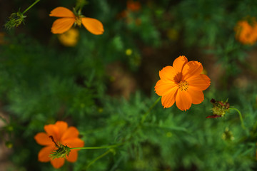 colourful Daisy flowers in my garden