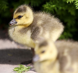 Baby Canada Goose Gosling Chick in Vancouver, British Columbia