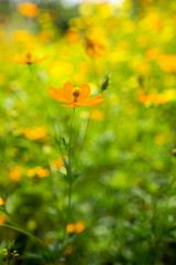 colourful Daisy flowers in my garden