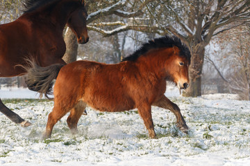 Pony tobt im Schnee