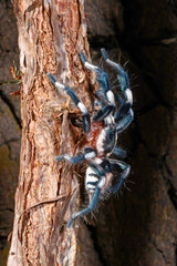männliche Zwergvogelspinne (Cyriocosmus ritae) Dwarf tarantula