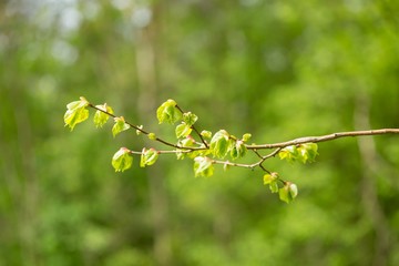 Young fresh linden leaves on twig