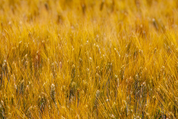 field of wheat