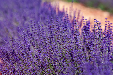Fototapeta premium field of lavender