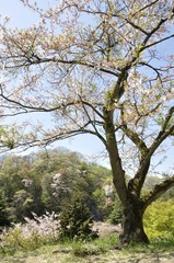 新緑と桜