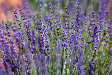 lavender field in provence france
