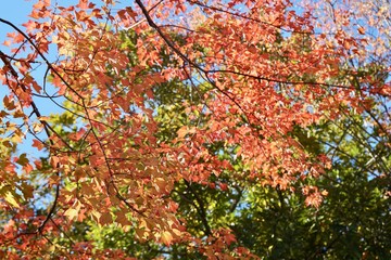 紅葉