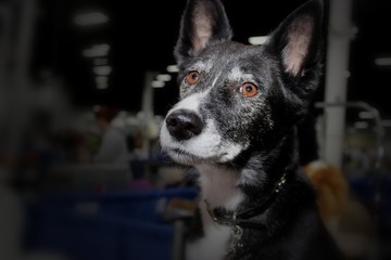 BLACK & WHITE CANAAN DOG