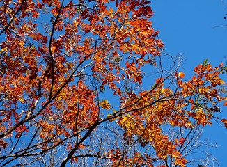 紅葉
