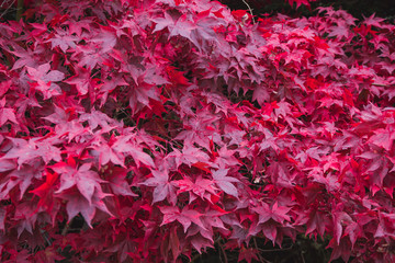 Autumn red leaves on the fence background