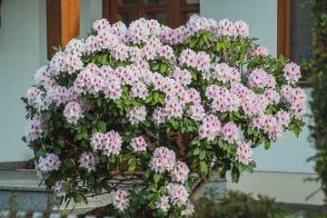 Fototapeta na wymiar Green, large bush with lots of flower pink asters on it