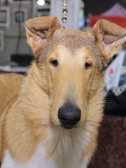 TAN & WHITE SMOOTH COLLIE DOG