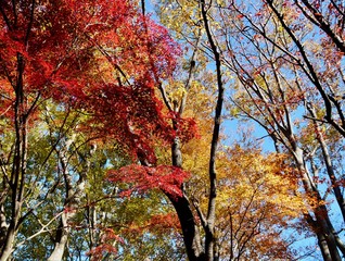 モミジの紅葉