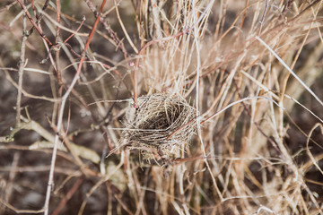 Empty Bird Nest With Tree Branches