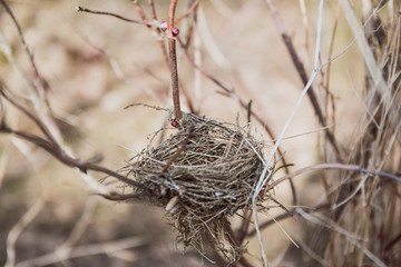 Empty Bird Nest With Tree Branches