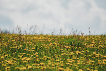 Spring flowers. Beautifully blossoming pasque flower and sun with a natural colored background