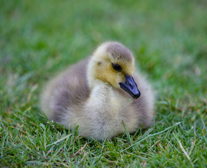 Obraz premium Baby Canada Goose Gosling Chick in Vancouver, British Columbia