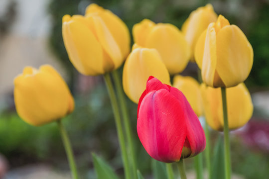 Flowerbed with yellow and red tulips with green leaves