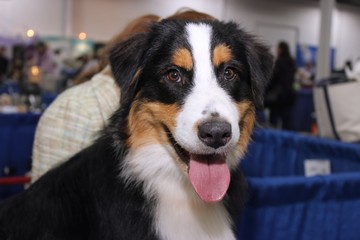 BEAUTIFUL AUSTRALIAN SHEPHERD
