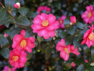 Obraz premium ツバキ