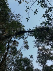 CIelos, Amazonía, Ecuador