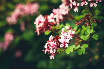 pink flowers in garden