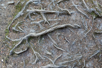 Tree Roots