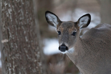 White-taile deer