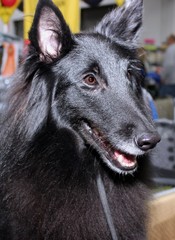 BEAUTIFUL BELGIAN SHEEPDOG